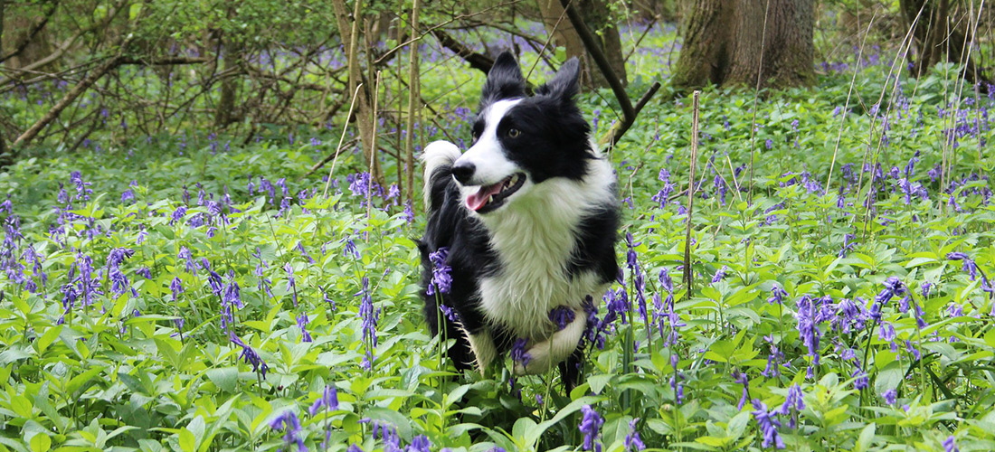 Collie dog playing in a bluebell wood