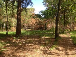 Horsell - Common
