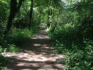 Goldsworth Park - Wooded path