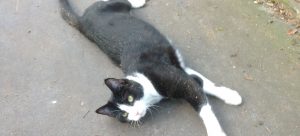 A black and white cat playing on a path