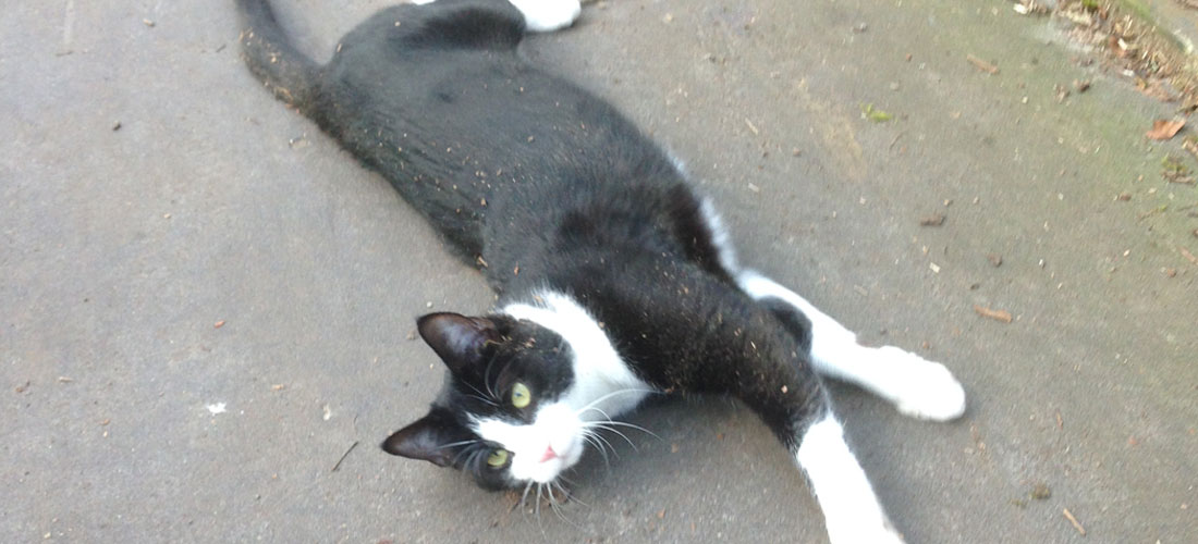 A black and white cat playing on a path