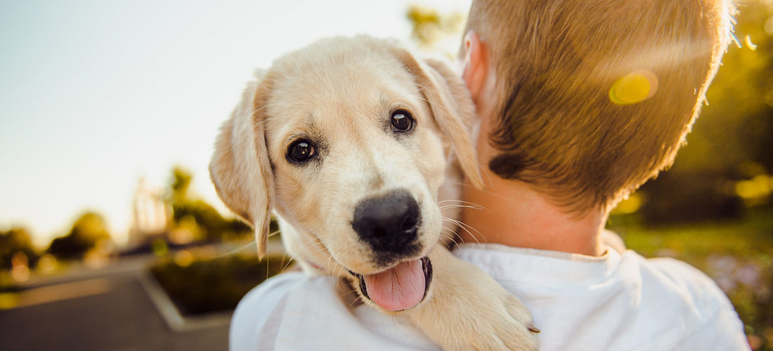 Happy Dog