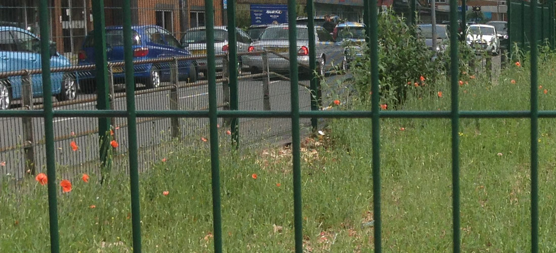 Red Poppies at former site of Goldsworth Arms Public House