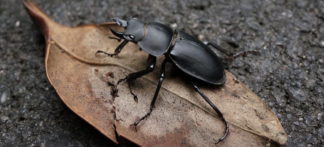 Stag Beetle - The Great Stag Hunt