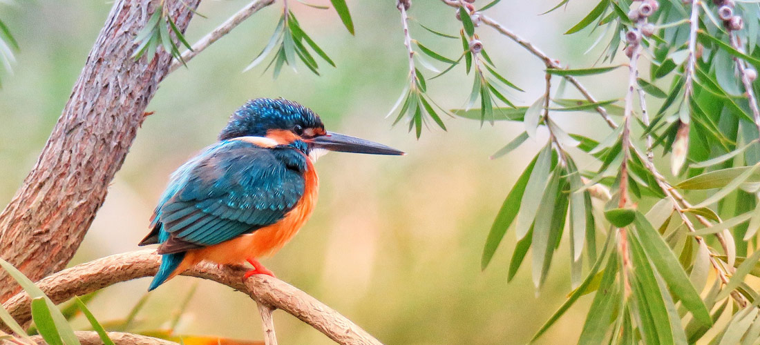 Kingfisher Bird on wooden perch