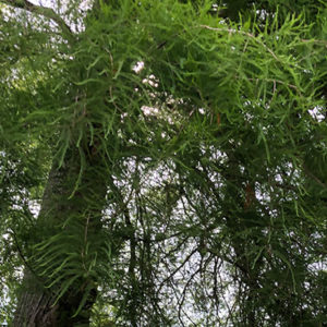 Woking Park Tree Trail - Swamp-Cypress