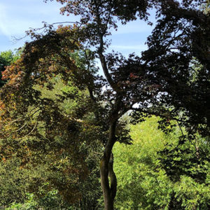 Woking Park Tree Trail - Japanese Maple