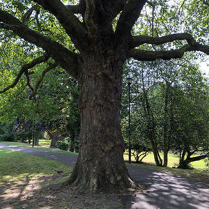 Woking Park Tree Trail - London Tree