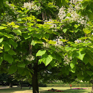 Woking Park Tree Trail - Indian Bean Tree